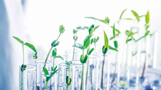 Glass pipettes in front of green plants