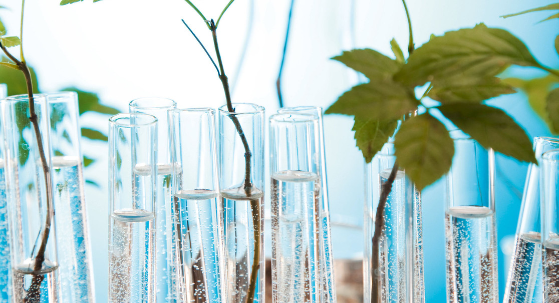 Test tubes with plants